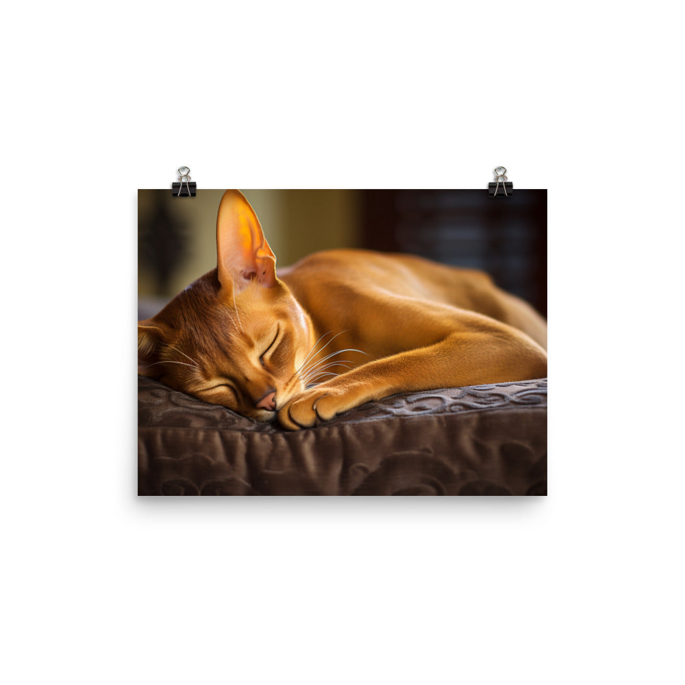 Abyssinian Photo paper poster - PosterfyAI.com