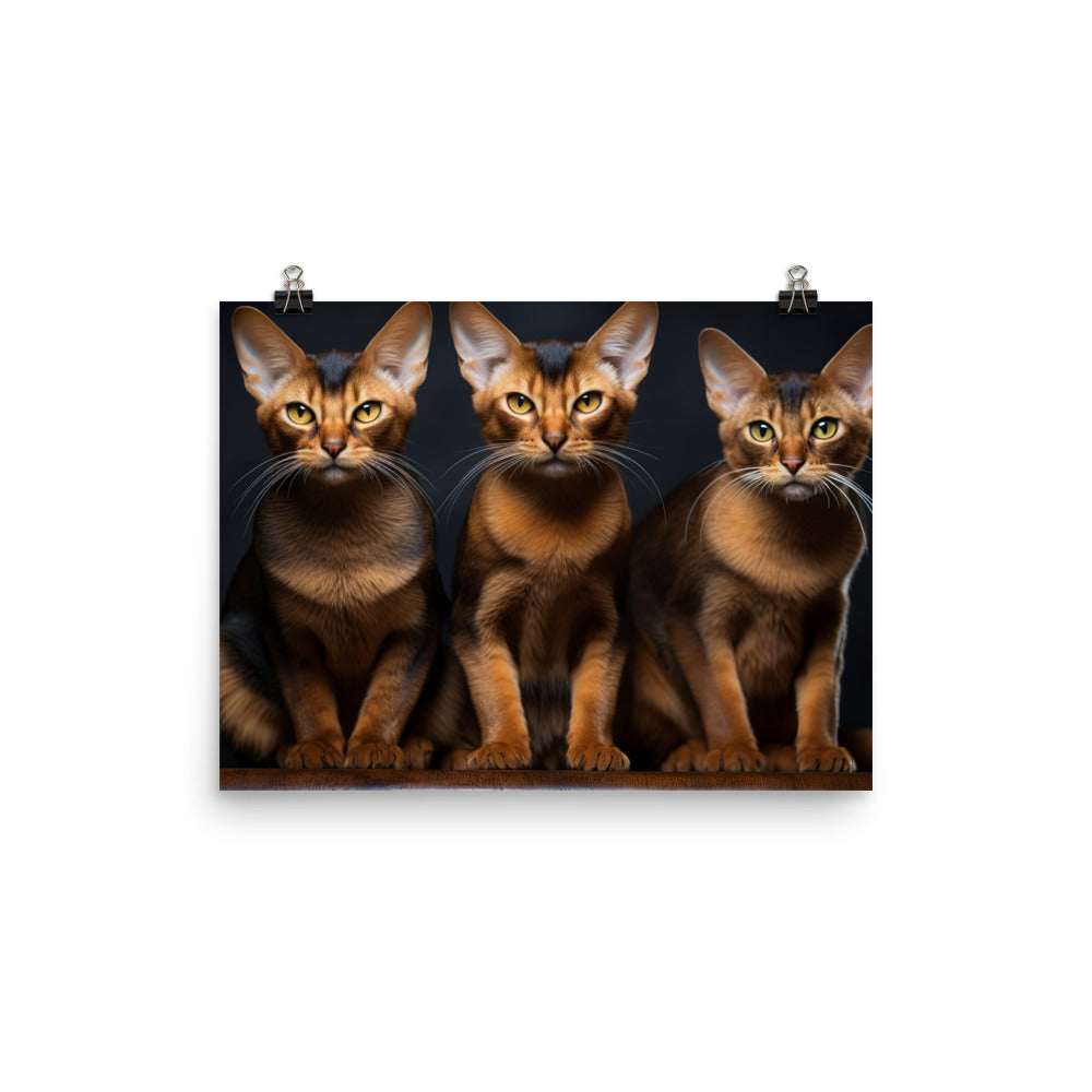 Abyssinian Photo paper poster - PosterfyAI.com