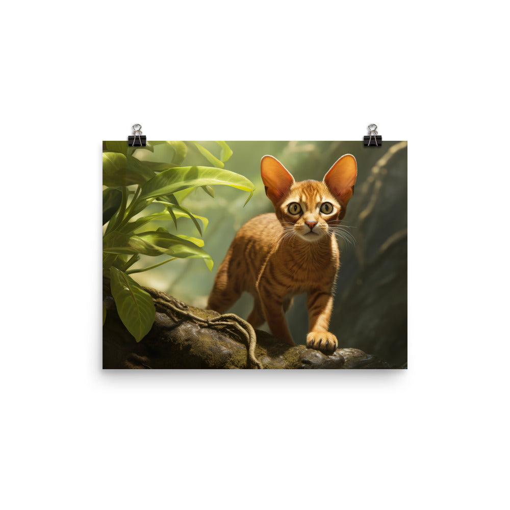 Abyssinian Photo paper poster - PosterfyAI.com