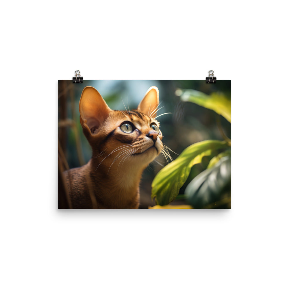 Abyssinian Photo paper poster - PosterfyAI.com