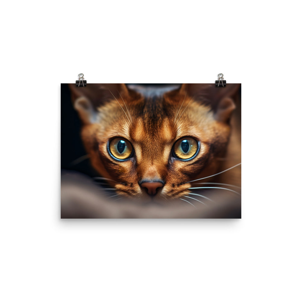 Abyssinian Photo paper poster - PosterfyAI.com