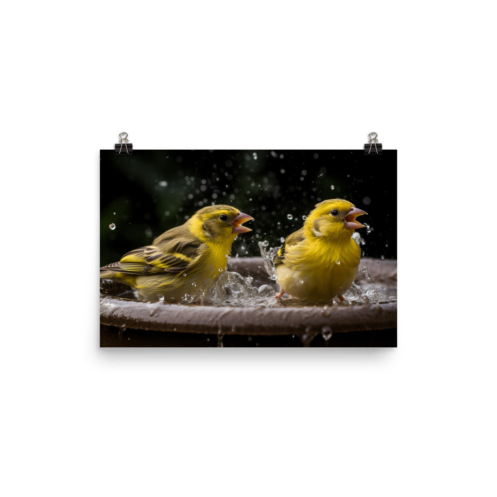 Canaries enjoying a bath photo paper poster - Posterfy.AI