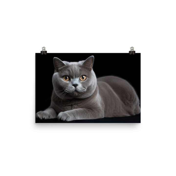 British Shorthair Cat Posing photo paper poster - Posterfy.AI