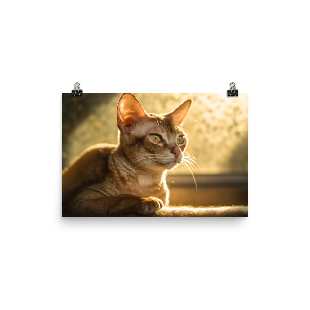 Devon Rex Cat Bathed in Warm Sunlight photo paper poster - Posterfy.AI