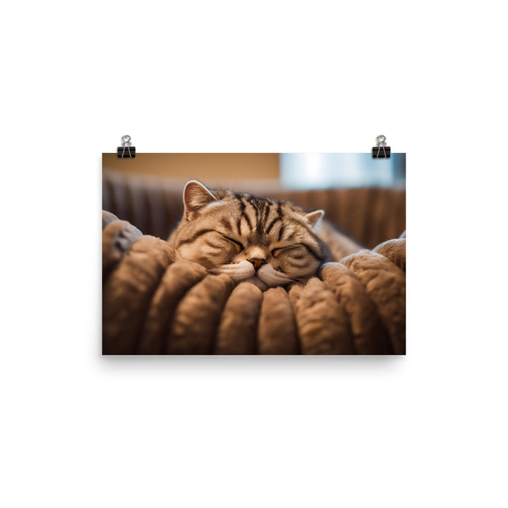 Serenity of a Scottish Fold photo paper poster - Posterfy.AI