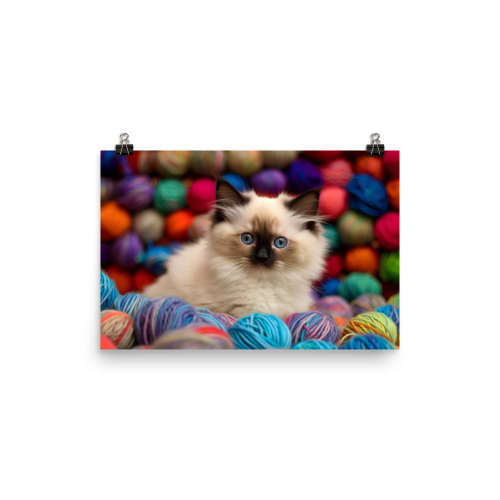 Birman Playtime photo paper poster - Posterfy.AI