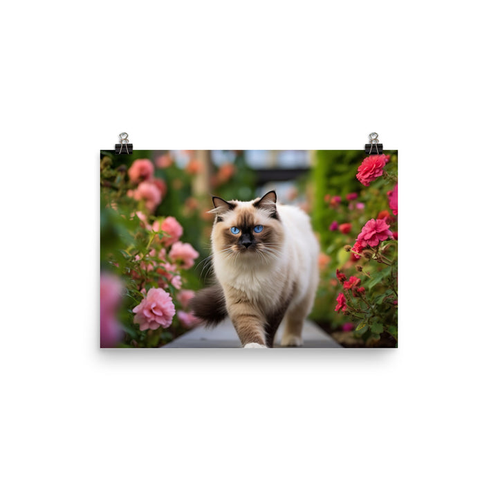 Birman in the Garden photo paper poster - Posterfy.AI