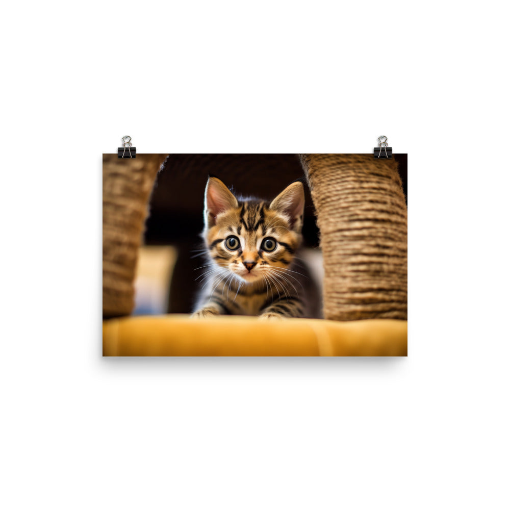Inquisitive Manx Kitten photo paper poster - Posterfy.AI