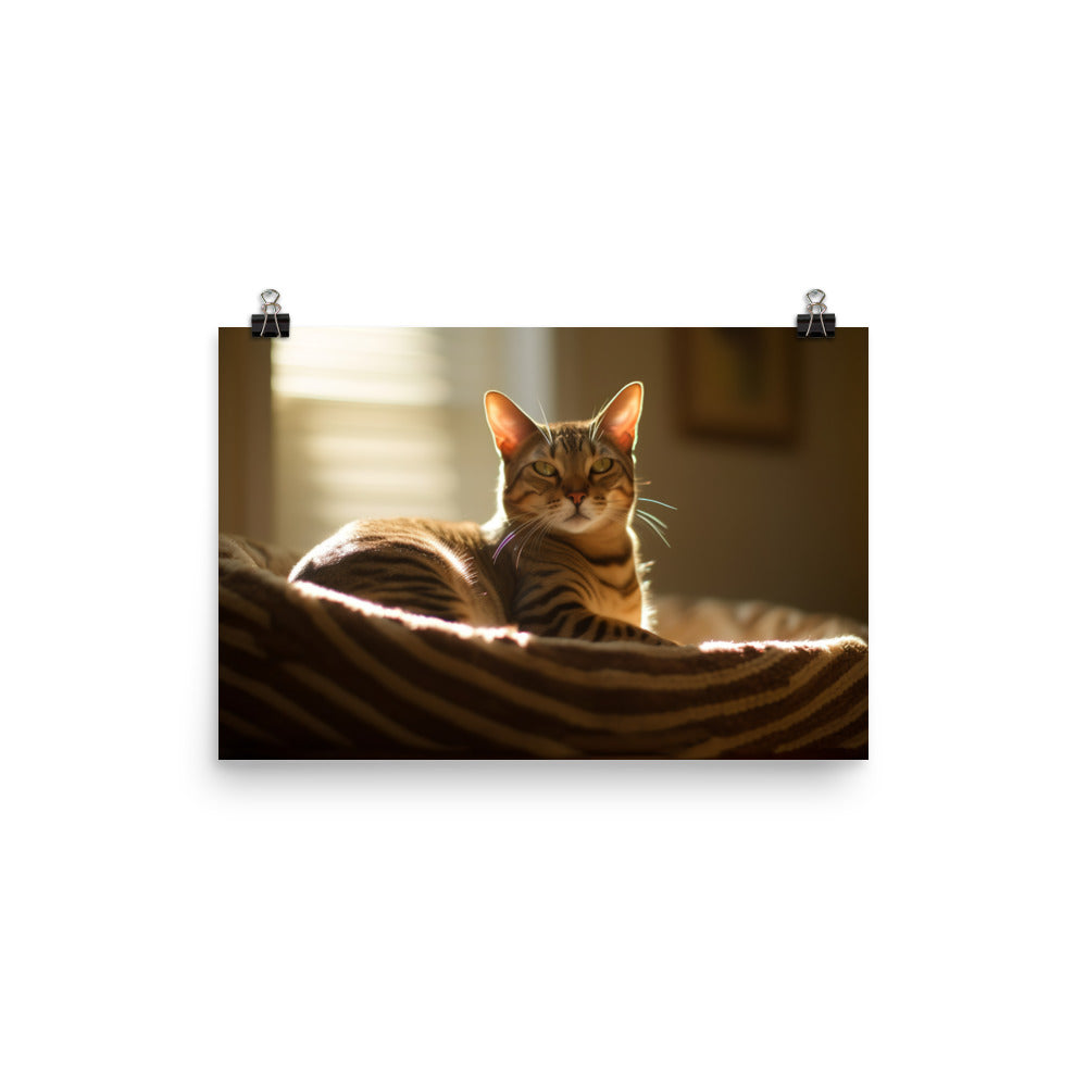 Ocicat Lounging photo paper poster - Posterfy.AI