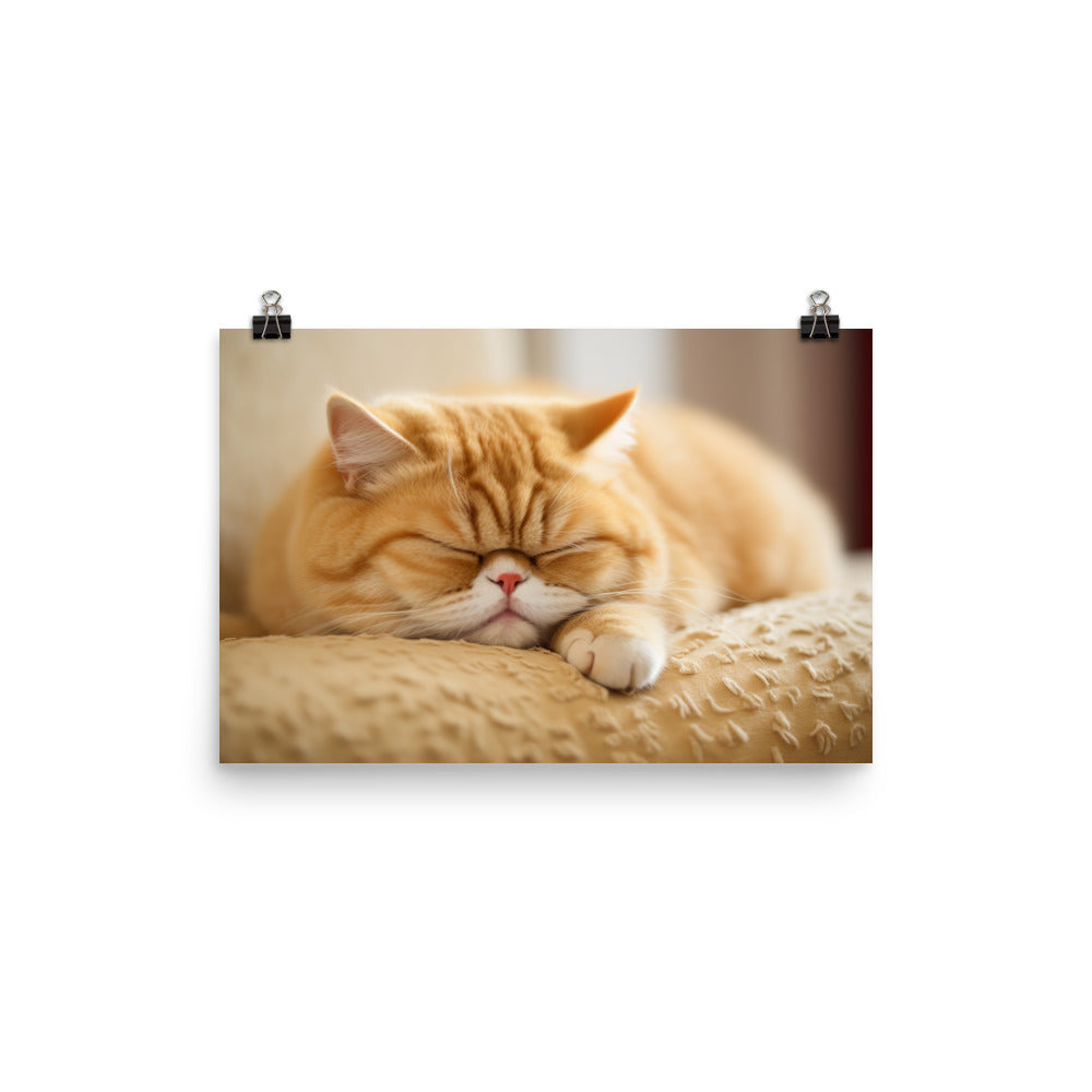Exotic Shorthair Cat Taking a Nap photo paper poster - Posterfy.AI