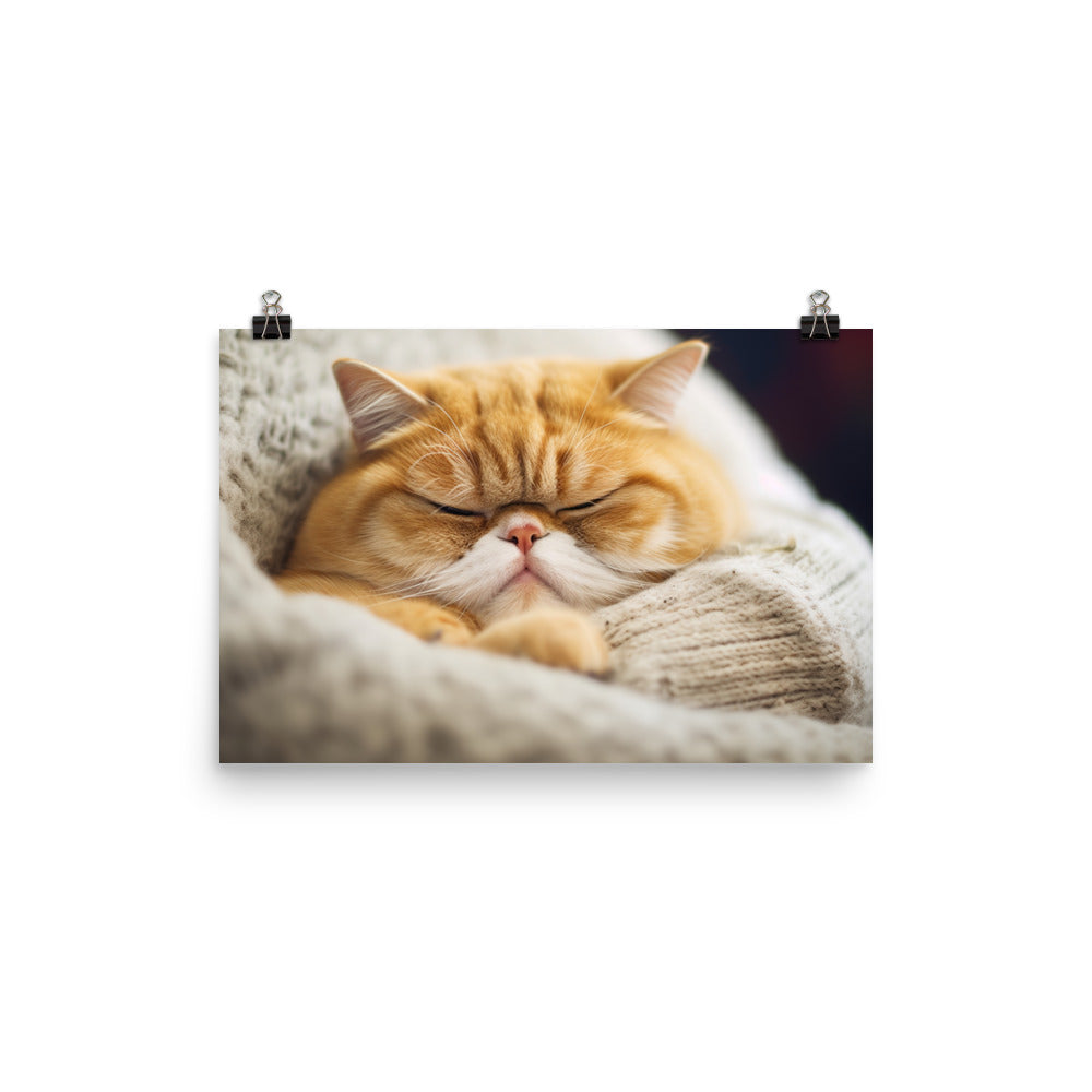 Exotic Shorthair Cat on a Lap photo paper poster - Posterfy.AI