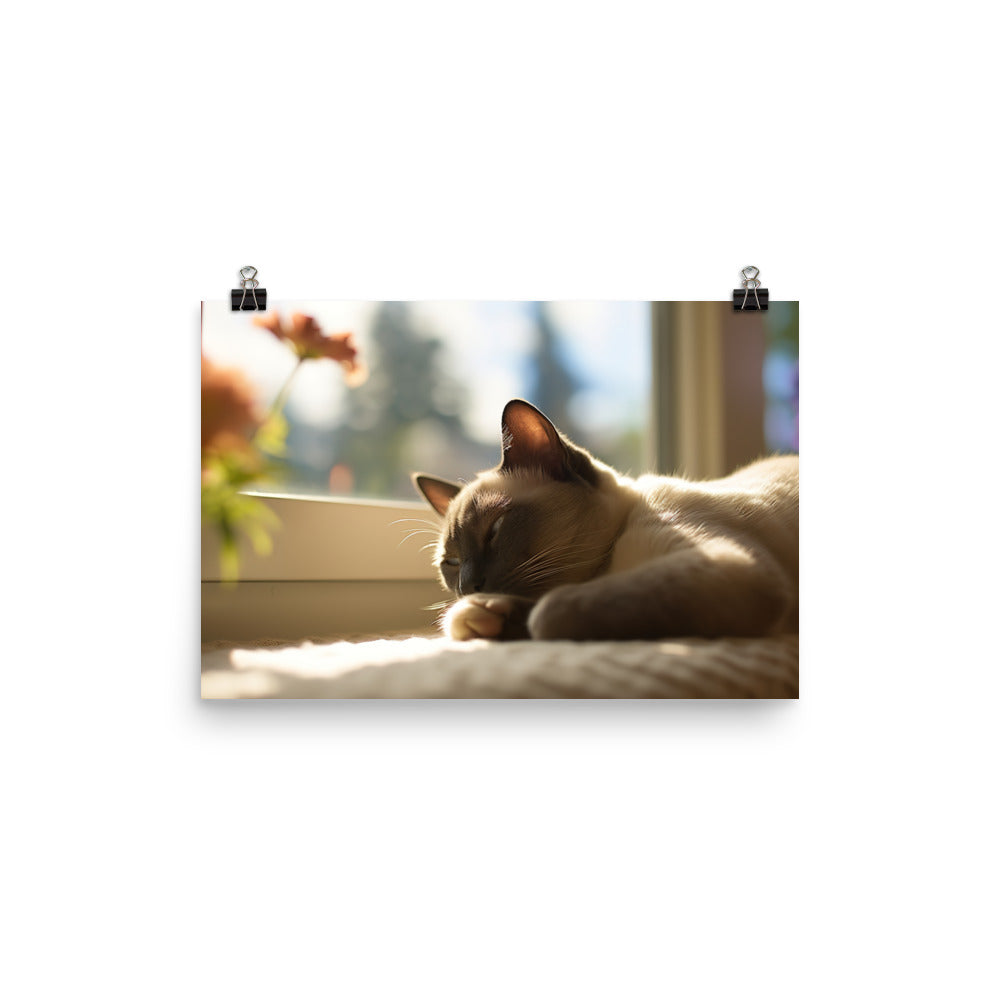 Sleeping Siamese on a Windowsill photo paper poster - Posterfy.AI