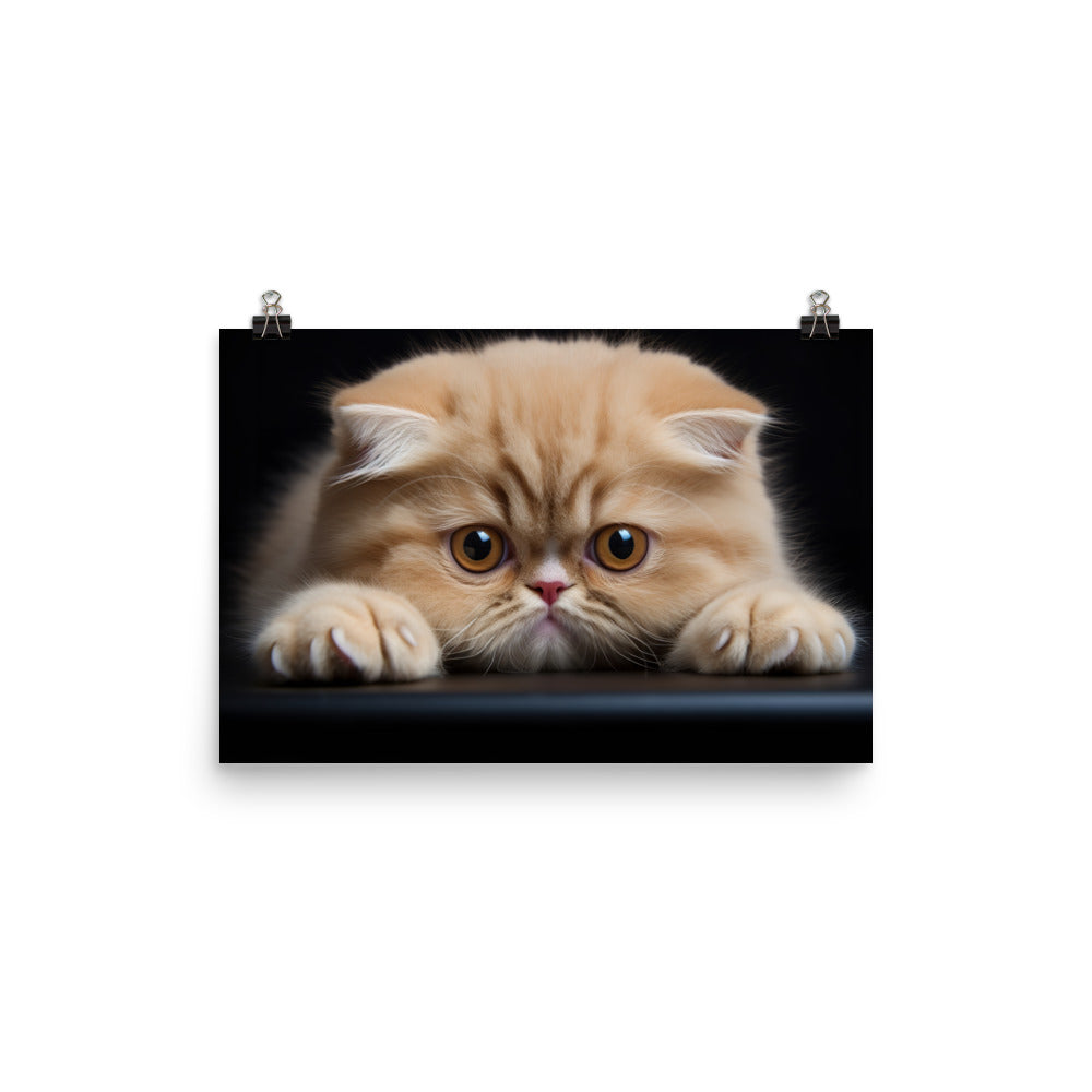 Exotic Shorthair Photo paper poster - PosterfyAI.com