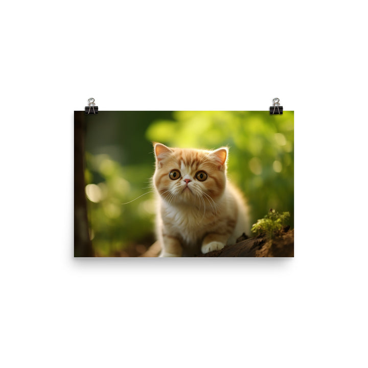 Exotic Shorthair Photo paper poster - PosterfyAI.com