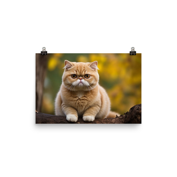 Exotic Shorthair Photo paper poster - PosterfyAI.com