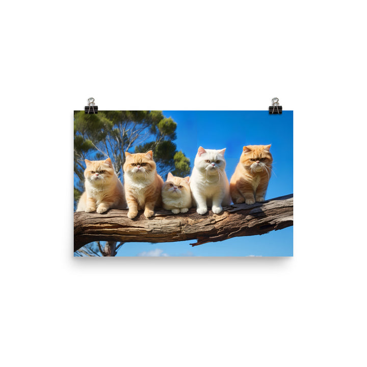 Exotic Shorthair Photo paper poster - PosterfyAI.com