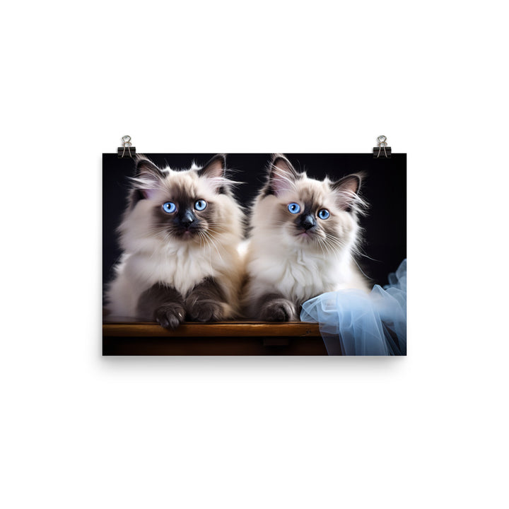 Ragdoll Photo paper poster - PosterfyAI.com