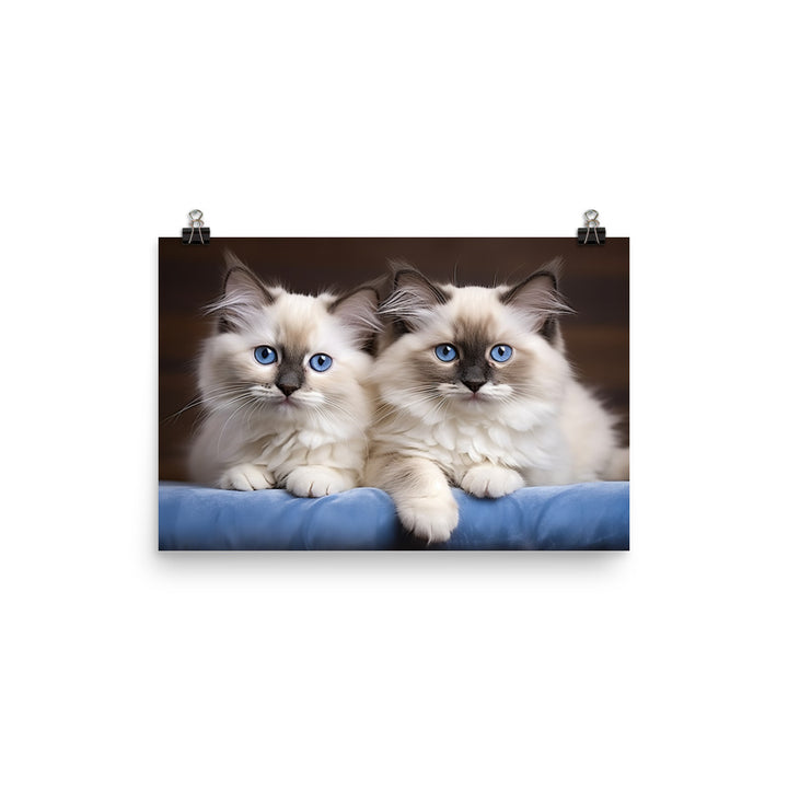 Ragdoll Photo paper poster - PosterfyAI.com