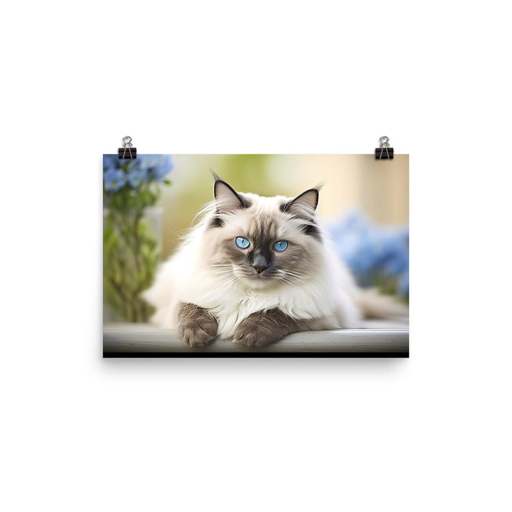 Ragdoll Photo paper poster - PosterfyAI.com