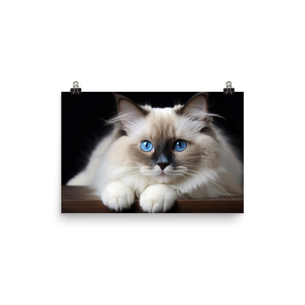 Ragdoll Photo paper poster - PosterfyAI.com