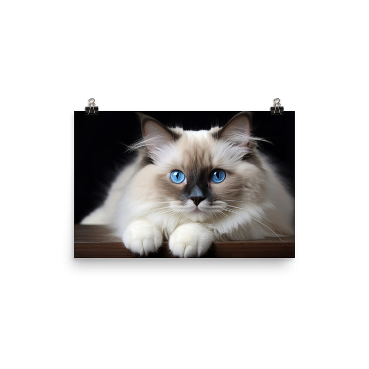 Ragdoll Photo paper poster - PosterfyAI.com