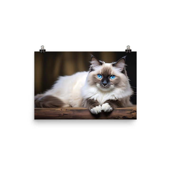 Ragdoll Photo paper poster - PosterfyAI.com