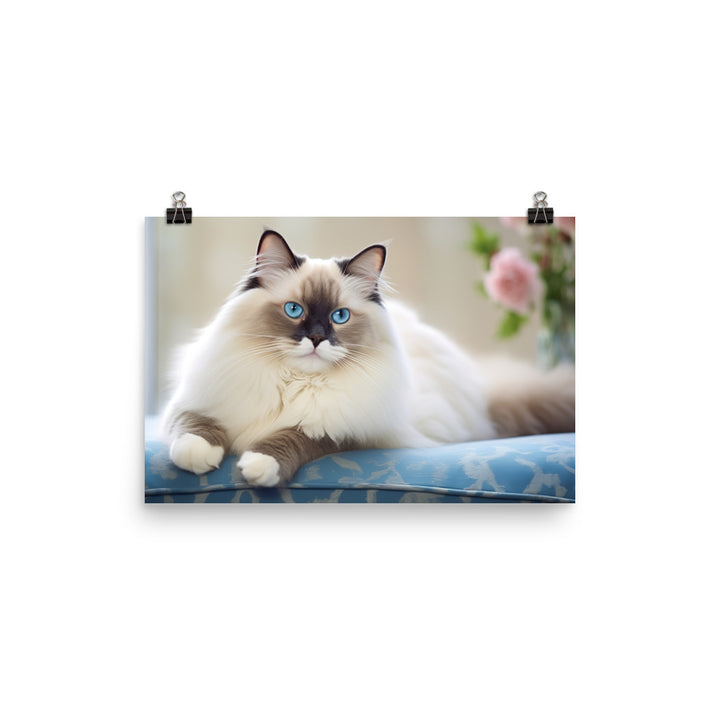 Ragdoll Photo paper poster - PosterfyAI.com