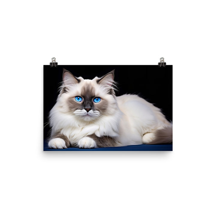Ragdoll Photo paper poster - PosterfyAI.com