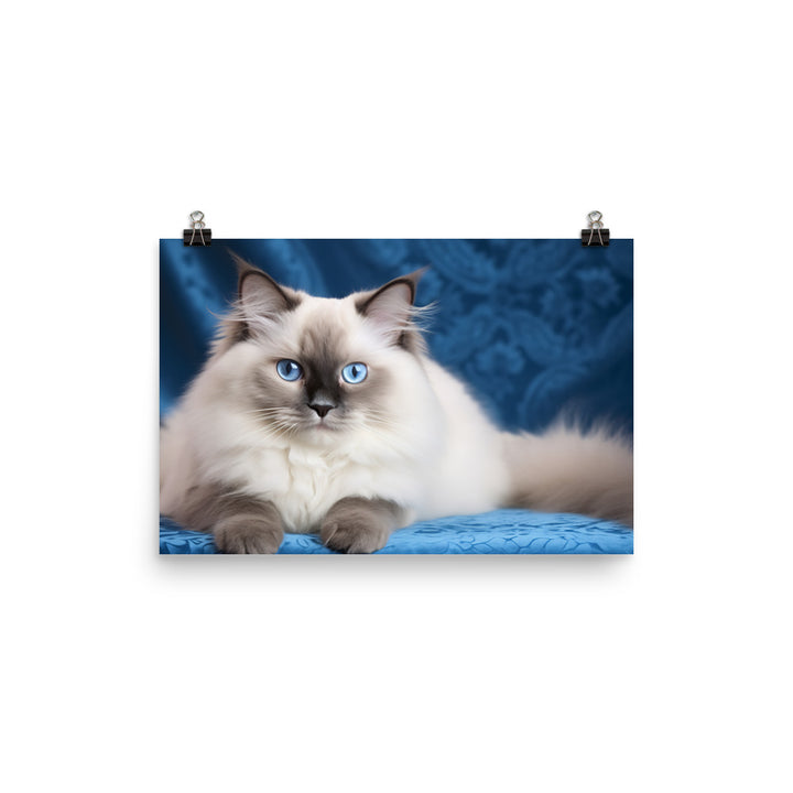 Ragdoll Photo paper poster - PosterfyAI.com