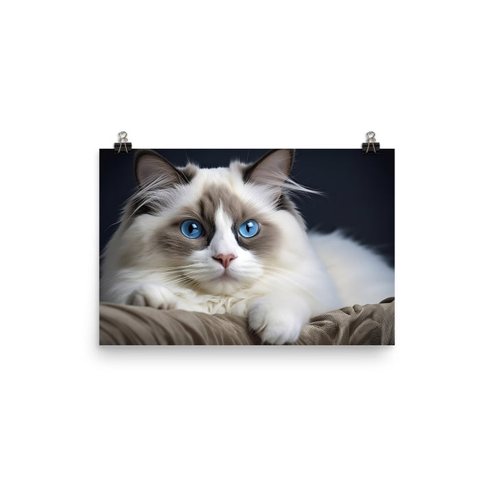 Ragdoll Photo paper poster - PosterfyAI.com