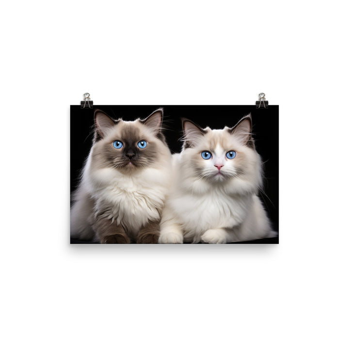 Ragdoll Photo paper poster - PosterfyAI.com