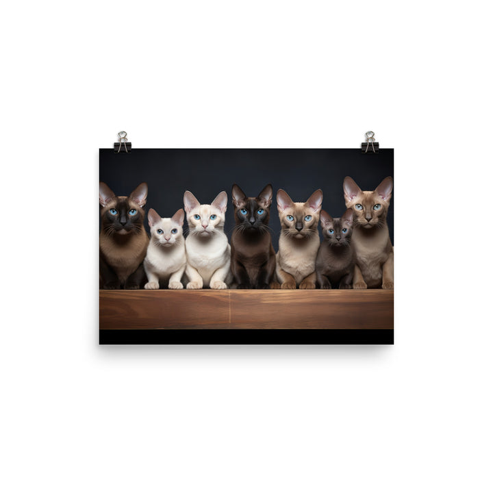 Tonkinese Photo paper poster - PosterfyAI.com