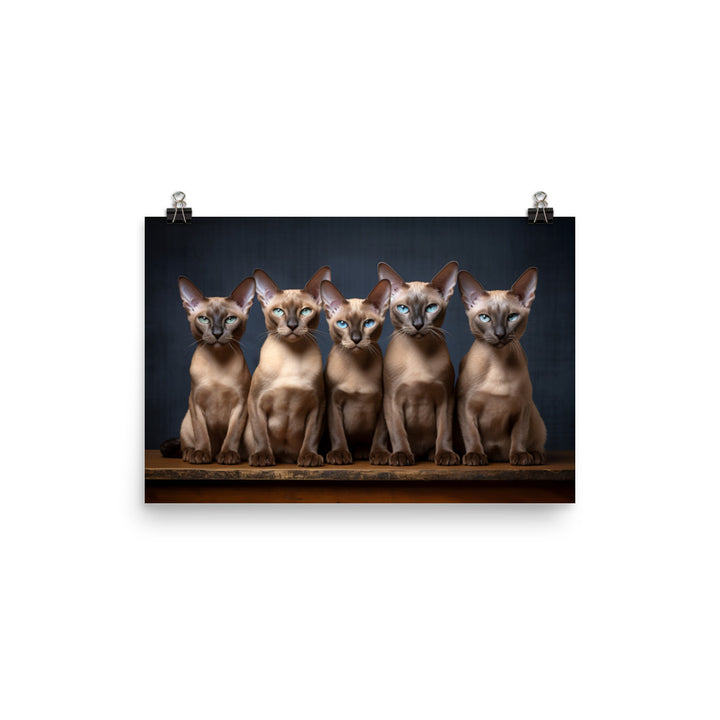 Tonkinese Photo paper poster - PosterfyAI.com