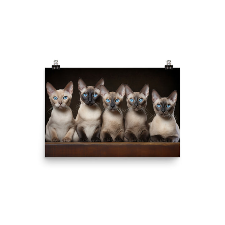 Tonkinese Photo paper poster - PosterfyAI.com