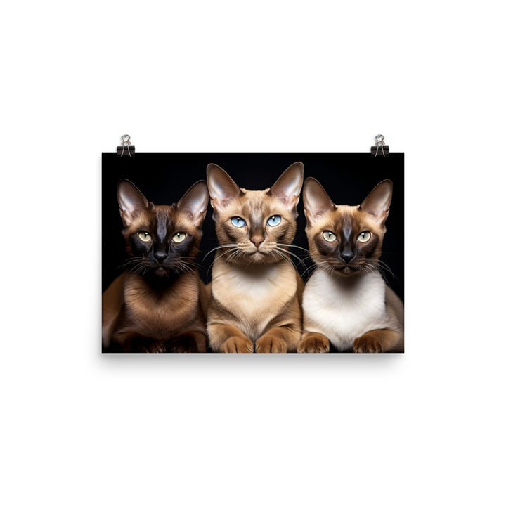 Tonkinese Photo paper poster - PosterfyAI.com