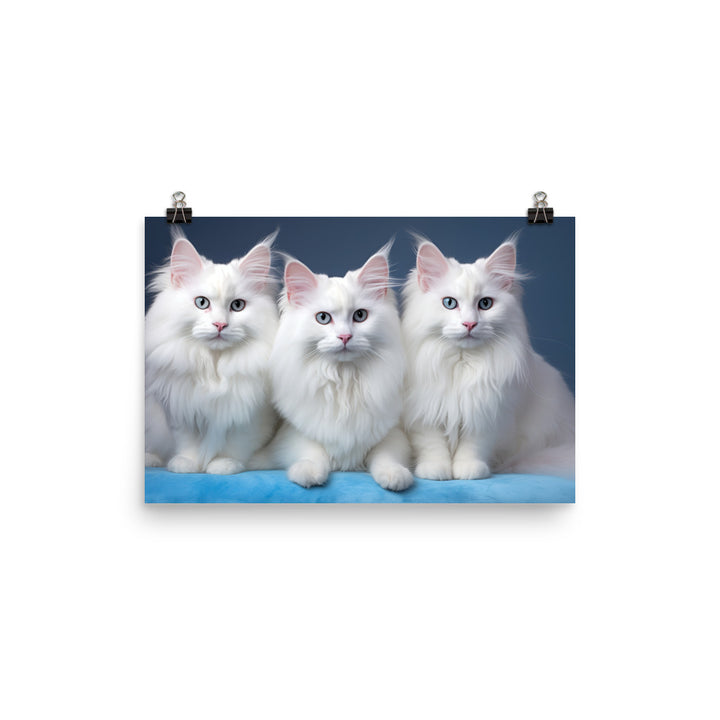 Turkish Angora Photo paper poster - PosterfyAI.com