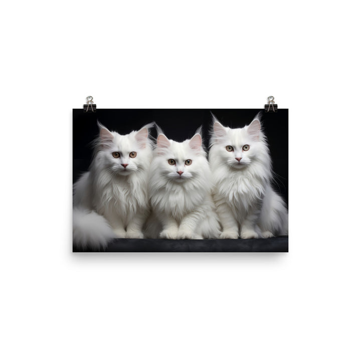 Turkish Angora Photo paper poster - PosterfyAI.com