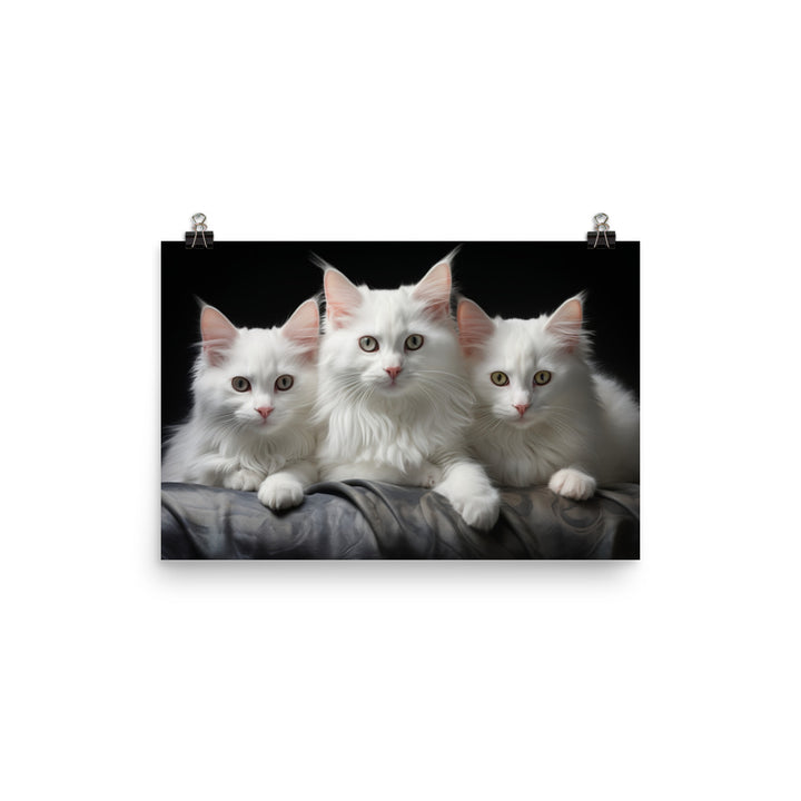 Turkish Angora Photo paper poster - PosterfyAI.com