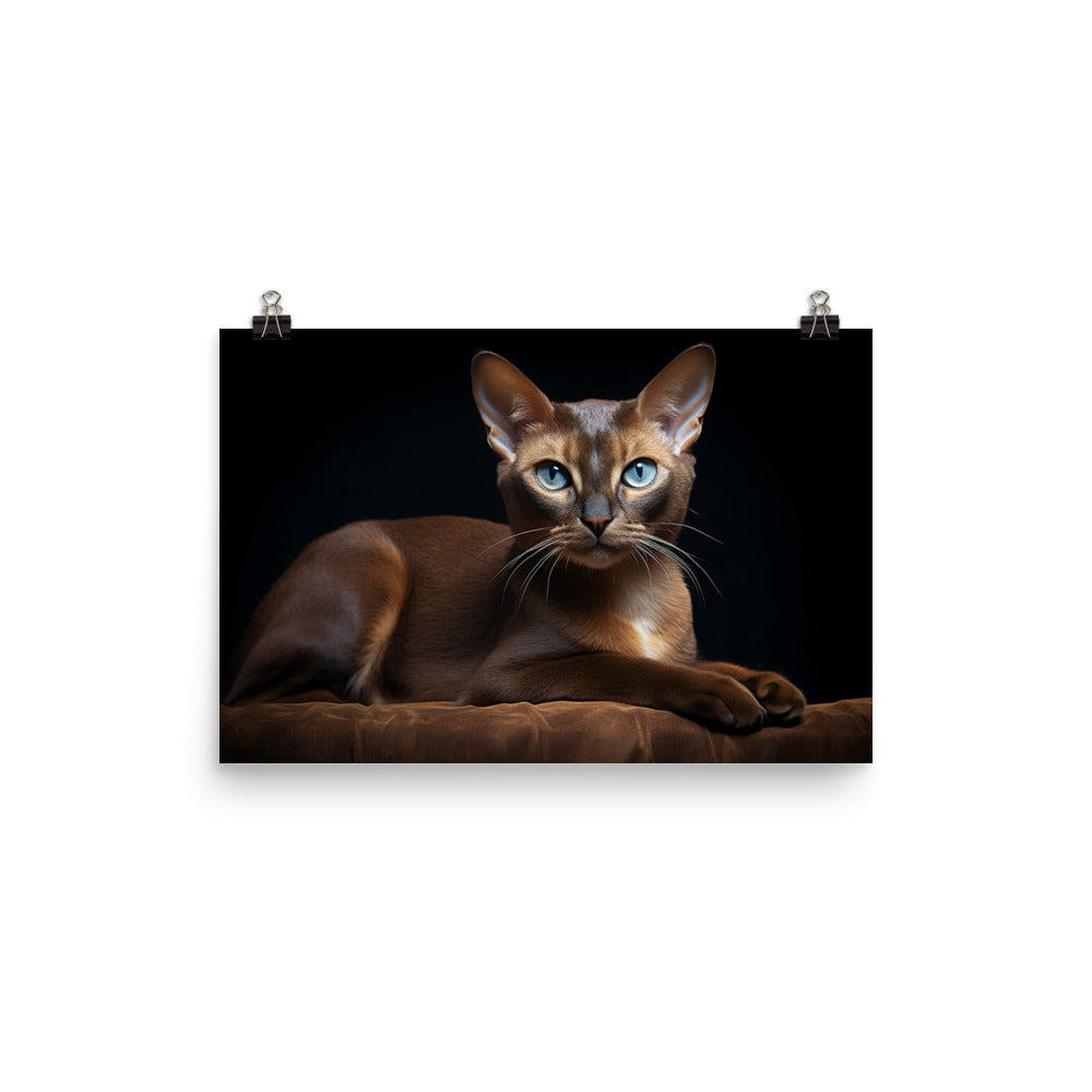 Burmese Photo paper poster - PosterfyAI.com