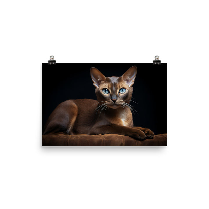 Burmese Photo paper poster - PosterfyAI.com