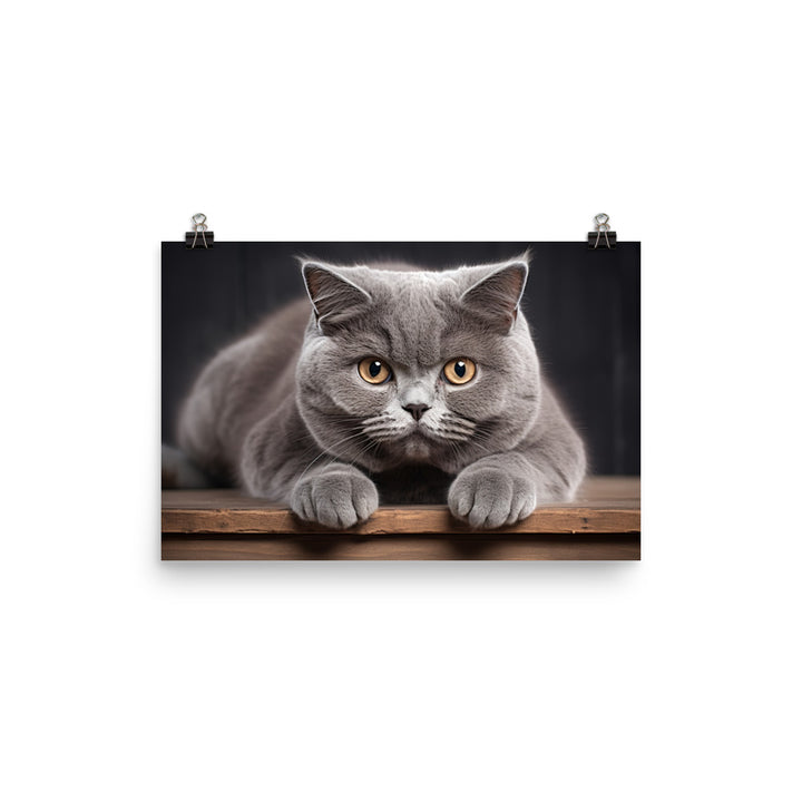 British Shorthair Photo paper poster - PosterfyAI.com
