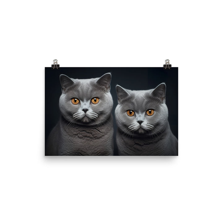 British Shorthair Photo paper poster - PosterfyAI.com