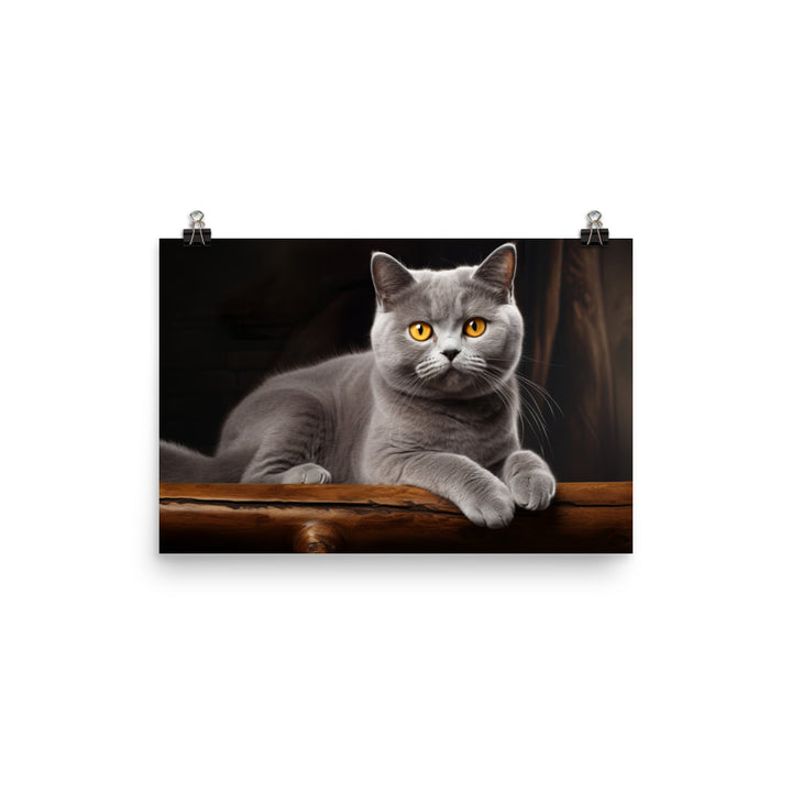 British Shorthair Photo paper poster - PosterfyAI.com