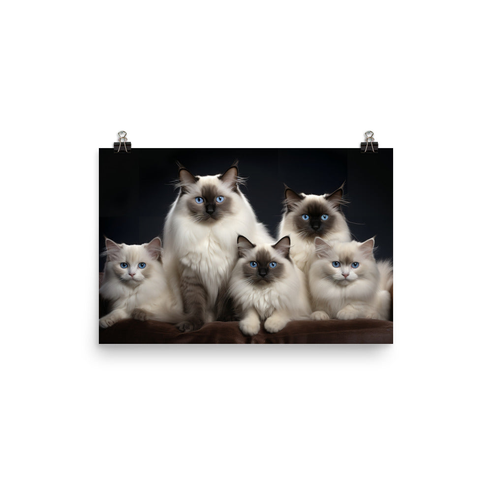 Birman Photo paper poster - PosterfyAI.com