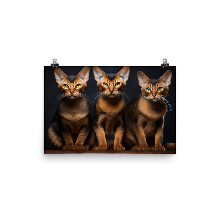 Abyssinian Photo paper poster - PosterfyAI.com