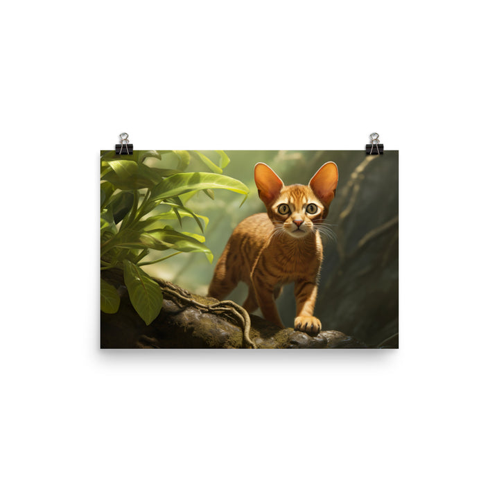 Abyssinian Photo paper poster - PosterfyAI.com