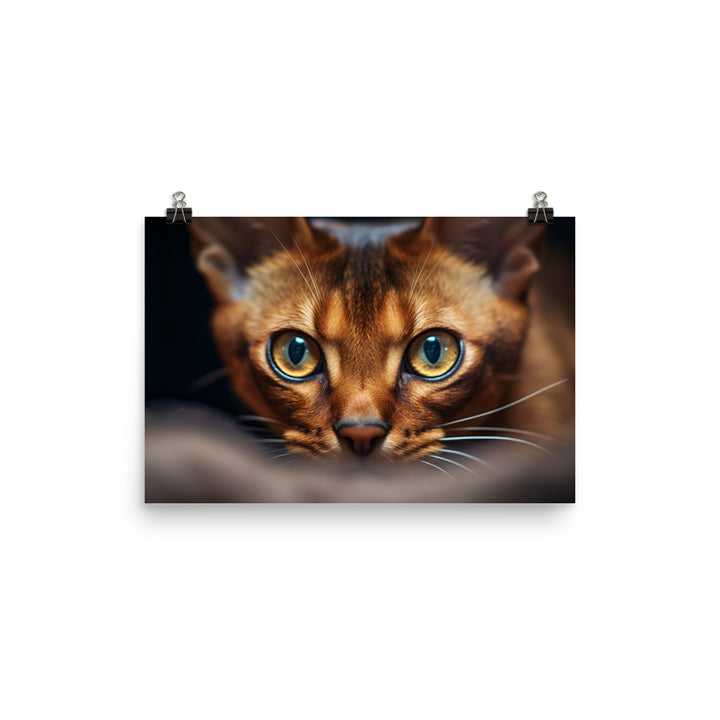 Abyssinian Photo paper poster - PosterfyAI.com