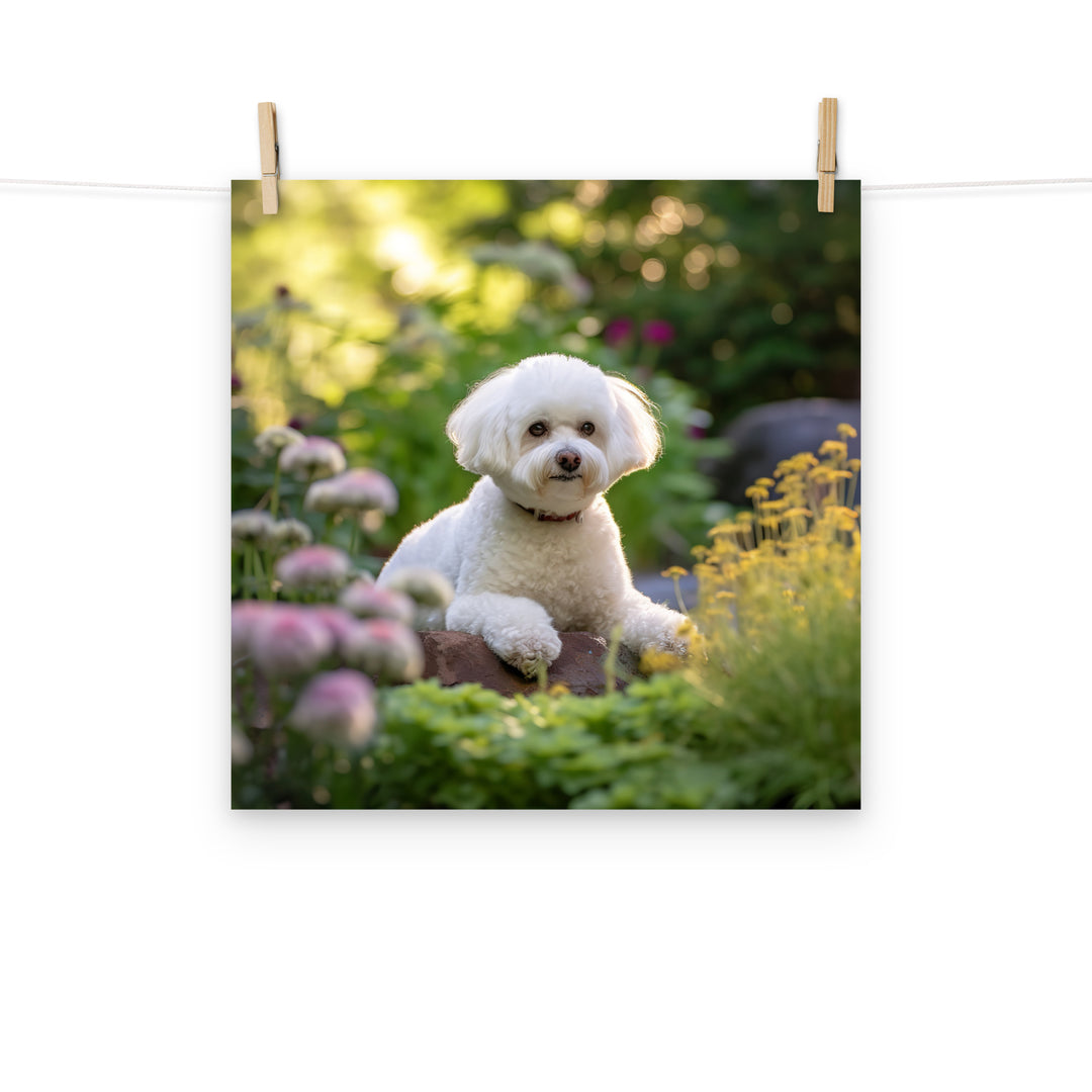 Bichon Frise Photo paper poster - PosterfyAI.com