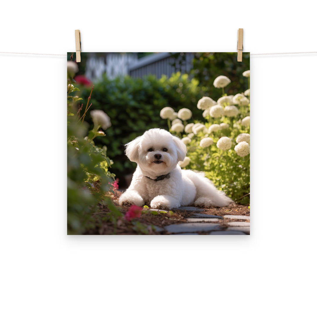Bichon Frise Photo paper poster - PosterfyAI.com