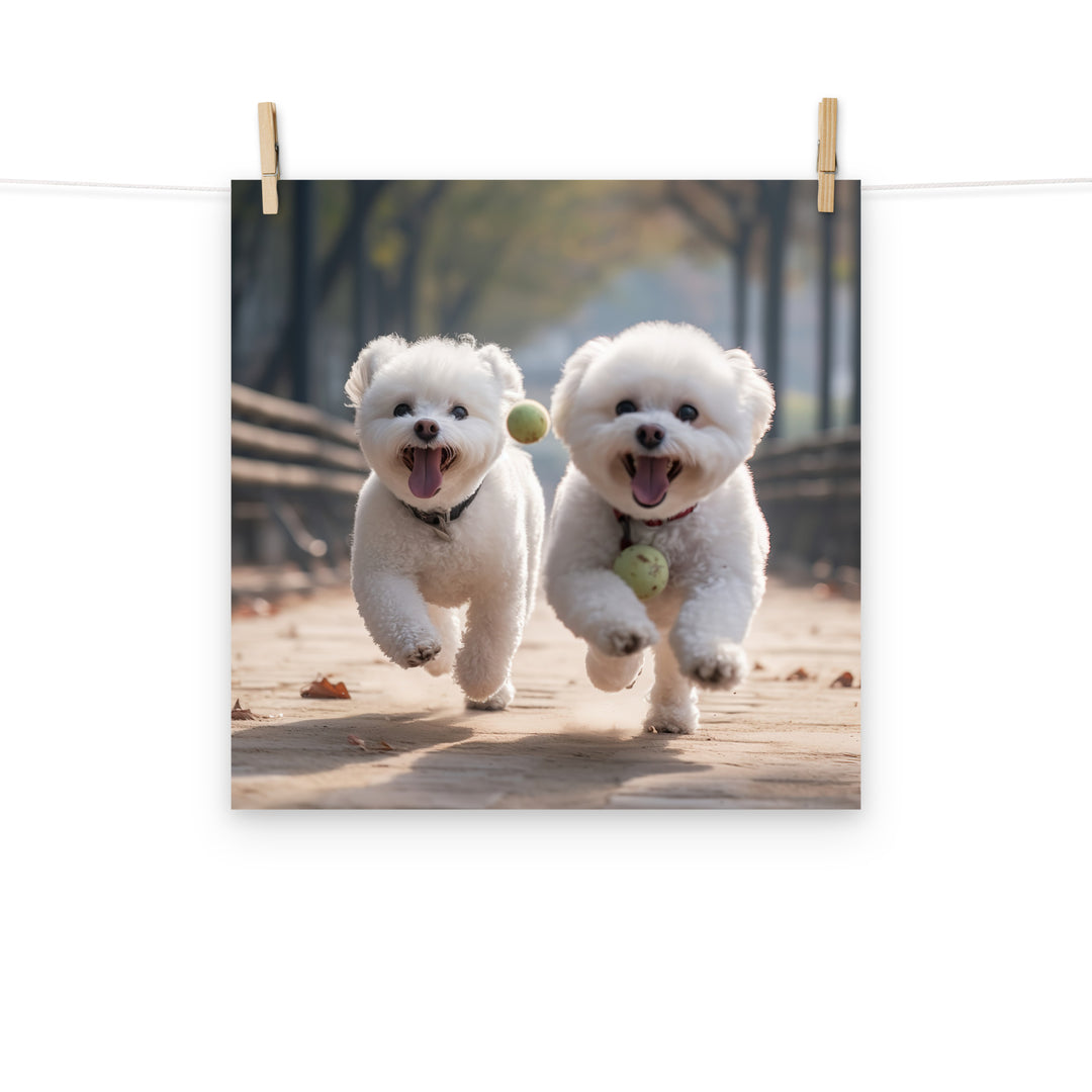 Bichon Frise Photo paper poster - PosterfyAI.com